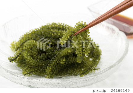 海ぶどう 24169149