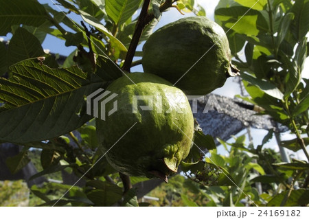 グァバ 24169182