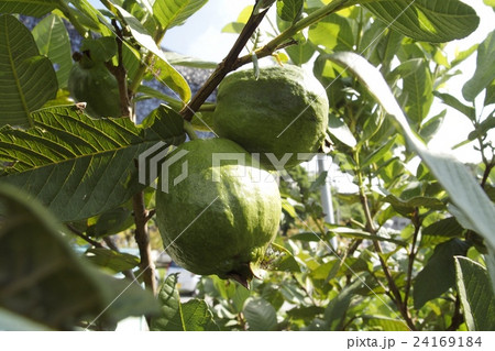 グァバ 24169184