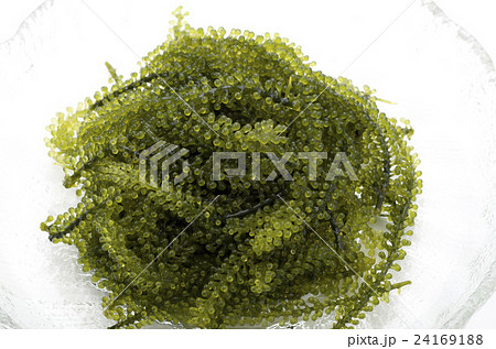海ぶどう 24169188