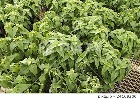 トレニアの苗 24169200