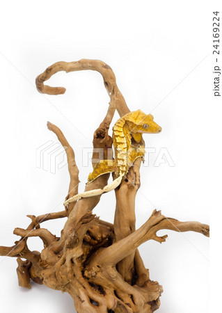 クレステッドゲッコー 24169224