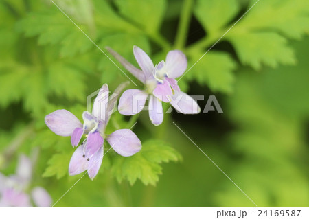 セリバヒエンソウ セリバヒエンソウ 24169587