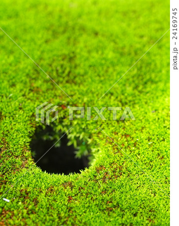 fresh green tropical moss growth on brown brick fresh green tropical moss growth on brown brick 24169745
