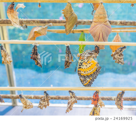 image of Butterfly Pupa hang on wooden stick . 24169925