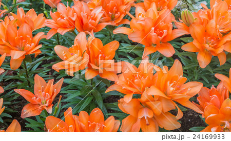 orange lilly orange lilly 24169933