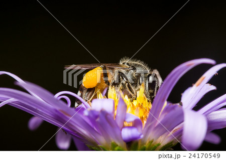 Bee eating, sucking the violet flower's syrup Bee eating, sucking the violet flower's syrup 24170549
