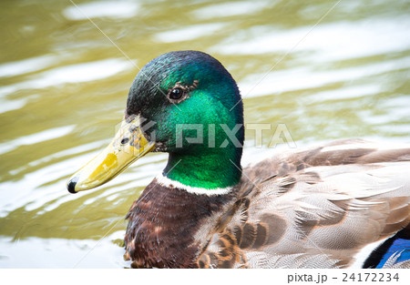 Colourful male drake Mallard duck close up. Colourful male drake Mallard duck close up. 24172234