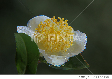 お茶の花 お茶の花 24172350