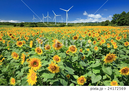 風車並ぶ郡山布引高原のひまわり畑 24172569