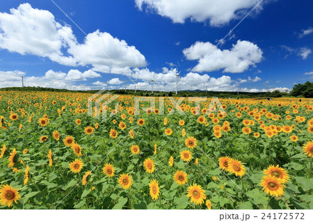 風車並ぶ郡山布引高原のひまわり畑の写真素材