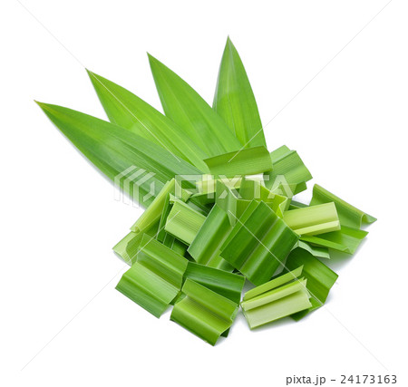 Fresh Pandan leaves isolated on white background Fresh Pandan leaves isolated on white background 24173163