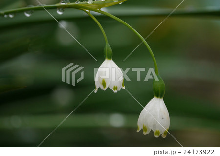 スノーフレーク 24173922