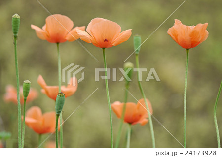 ナガミヒナゲシ 24173928