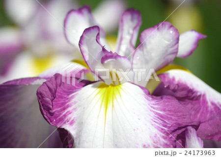 ハナショウブ ハナショウブ 24173963