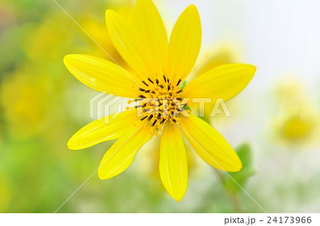 ヘリアンサス レモンクィーン ヘリアンサス レモンクィーン 24173966