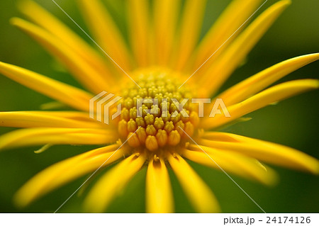 オステオスペルマム オステオスペルマム 24174126