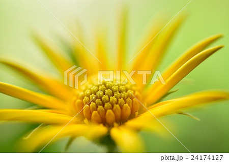 オステオスペルマム 24174127