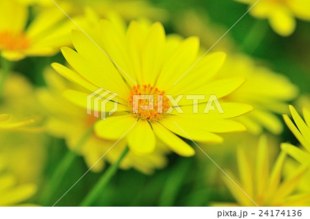 オステオスペルマム オステオスペルマム 24174136