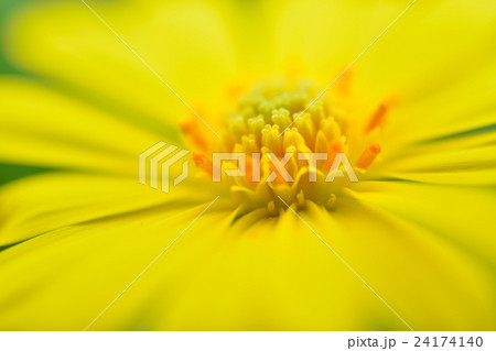 オステオスペルマム 24174140