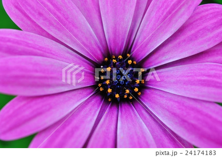 オステオスペルマム オステオスペルマム 24174183