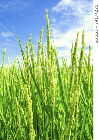 水稲の花（縦） 24174281