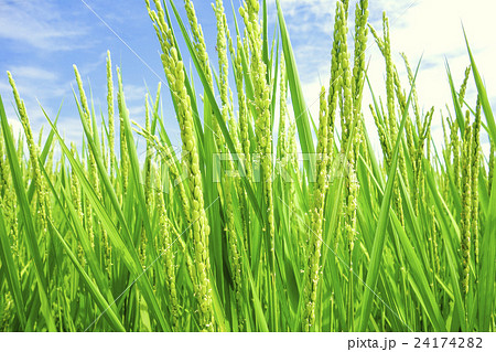 水稲の花 水稲の花 24174282
