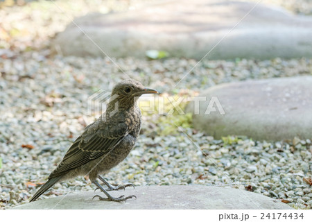 イソヒヨドリの幼鳥 24174434