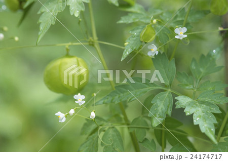 フウセンカズラ 24174717