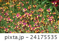 可愛い花 24175535