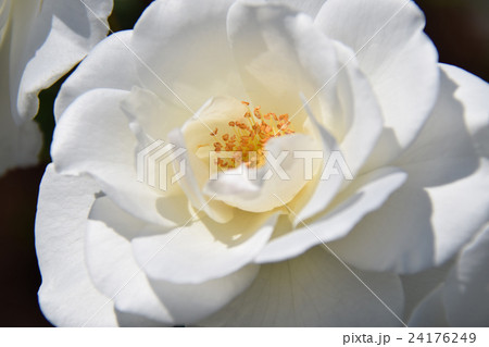 京成バラ園 ~フローランテ宮崎・春のフローラル祭~ (宮崎県宮崎市) 京成バラ園 ~フローランテ宮崎・春のフローラル祭~ (宮崎県宮崎市) 24176249