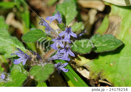 キランソウ 24176258