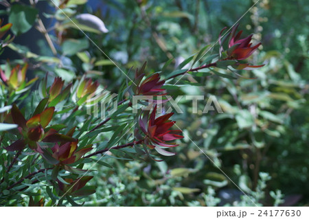 銀葉樹 リューカデンドロン 花のまわりの葉が綺麗です の写真素材