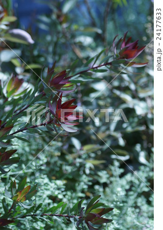 銀葉樹 リューカデンドロン 花のまわりの葉が綺麗です。 銀葉樹 リューカデンドロン 花のまわりの葉が綺麗です。 24177633