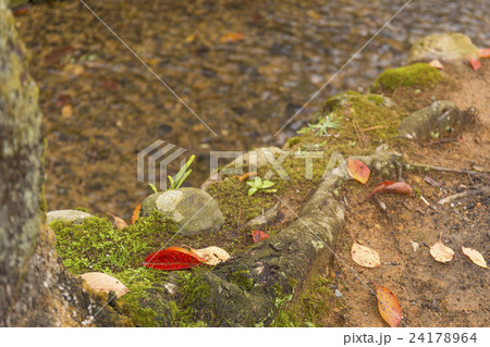 竹田城跡　晩秋の風景 24178964