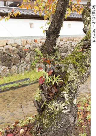 竹田城跡　晩秋の風景 24178966