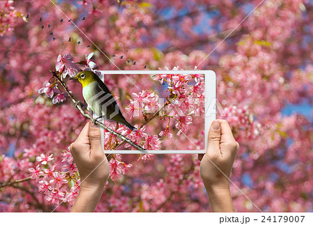 female hands holding a tablet take picture Oriental White-eye bird on sakura tree background, 3d concept female hands holding a tablet take picture Oriental White-eye bird on sakura tree background, 3d concept 24179007