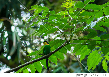 long tailed broadbill on the tree in the deep forest 24179974