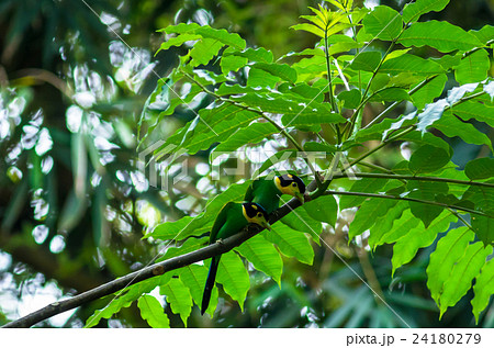 Couple of long tailed broadbill on the tree in the deep forest 24180279