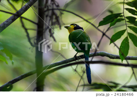 long tailed broadbill on the tree in the deep forest 24180466