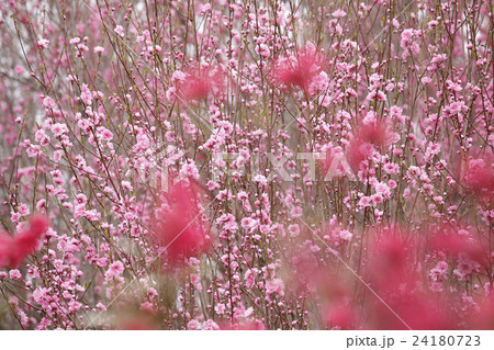 花やしき公園　福島市 24180723