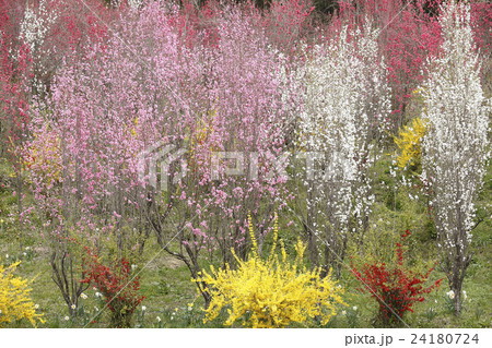 花やしき公園 福島市 花やしき公園 福島市 24180724