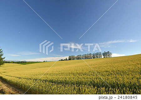 初夏のマイルドセブンの丘 24180845