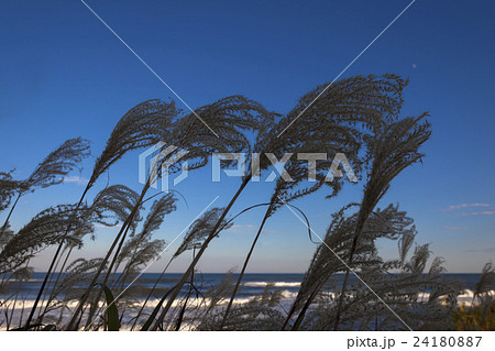 海風に揺れるススキ 24180887