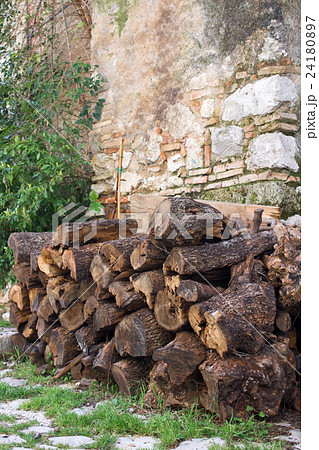 Tree trunk Tree trunk 24180897
