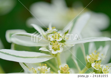 ハツユキソウ ハツユキソウ 24181055