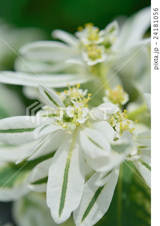 ハツユキソウ 24181056