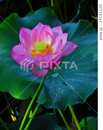 ハスの花、夏の花、池のほとりは涼しい風が吹く、その中に咲く花、ハスは夏がよく似合う、泥中より出る。 ハスの花、夏の花、池のほとりは涼しい風が吹く、その中に咲く花、ハスは夏がよく似合う、泥中より出る。 24181220