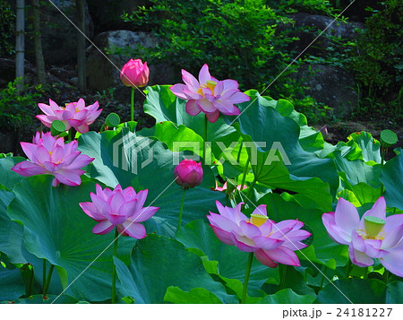 ハスの花、夏の花、池のほとりは涼しい風が吹く、その中に咲く花、ハス