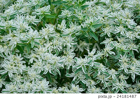 ハツユキソウ ハツユキソウ 24181487